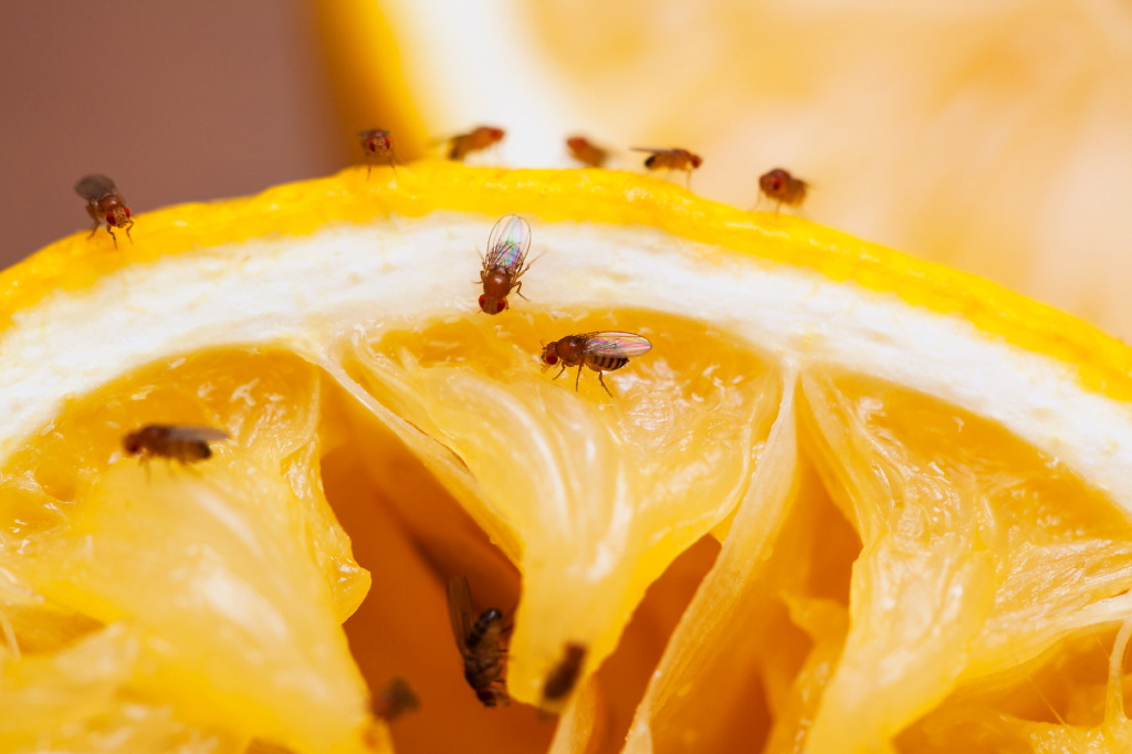 Fruit Flies or Fleas? Understanding These Tiny Pests