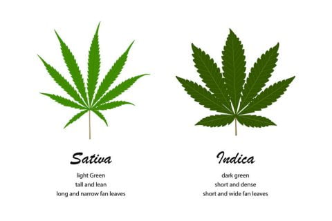 What’s the Difference Between Indica & Sativa